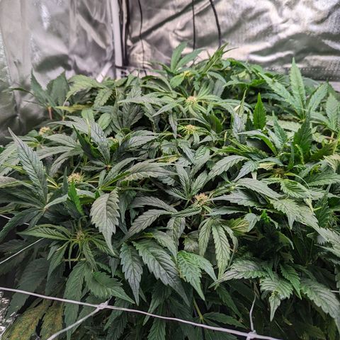Eos growlog timeline photo