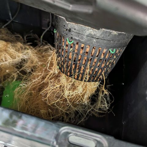 Atalanta growlog timeline photo