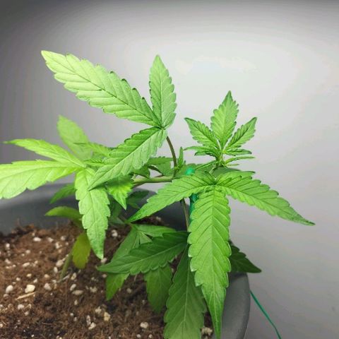 Nerve gas auto  growlog timeline photo