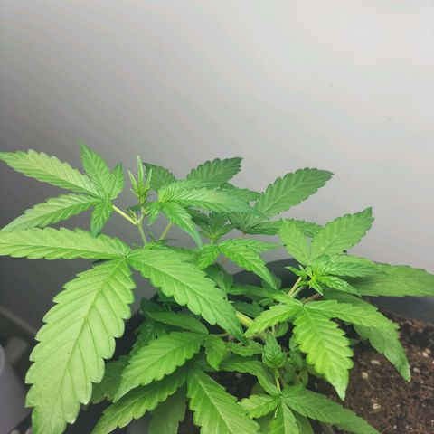 Nerve gas auto  growlog timeline photo