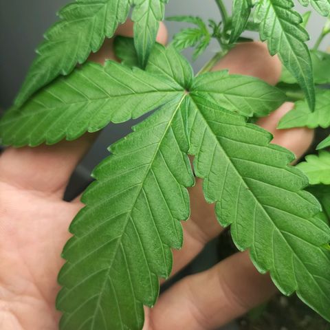 Nerve gas auto  growlog timeline photo