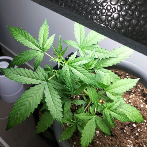 Nerve gas auto  growlog timeline photo