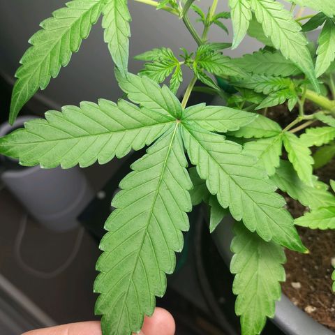 Nerve gas auto  growlog timeline photo