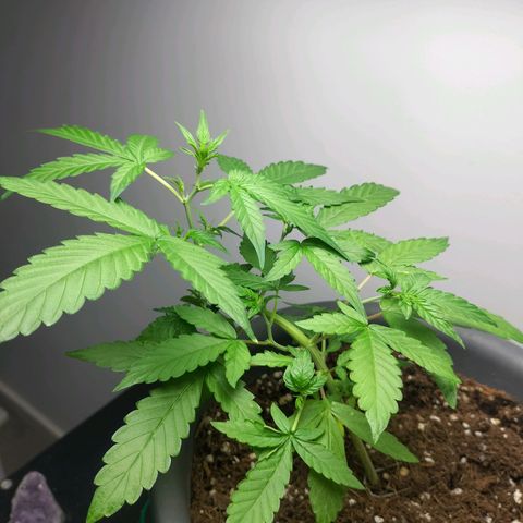 Nerve gas auto  growlog timeline photo