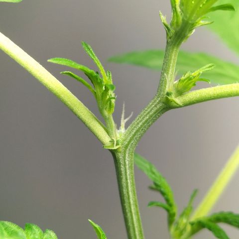 Nerve gas auto  growlog timeline photo