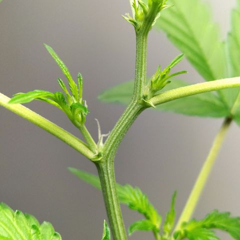 Nerve gas auto  growlog timeline photo