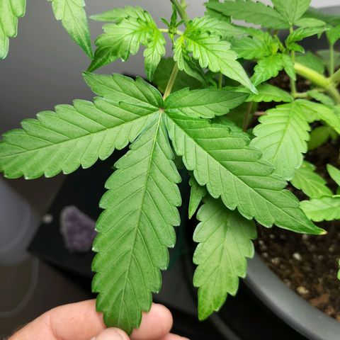 Nerve gas auto  growlog timeline photo