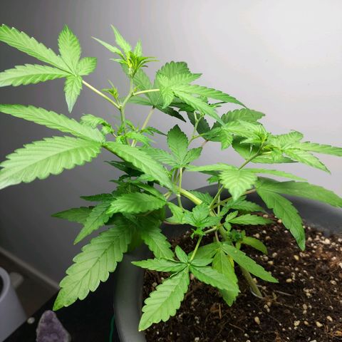 Nerve gas auto  growlog timeline photo