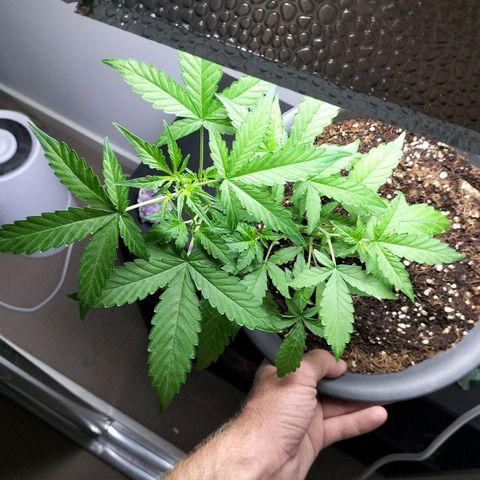 Nerve gas auto  growlog timeline photo