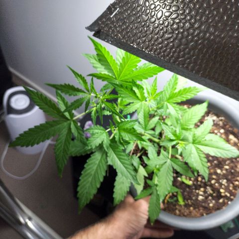 Nerve gas auto  growlog timeline photo