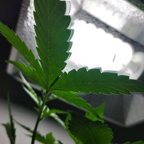 Nerve gas auto  growlog timeline photo