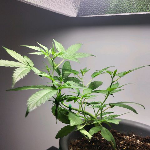 Nerve gas auto  growlog timeline photo