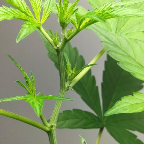 Nerve gas auto  growlog timeline photo