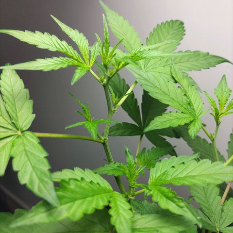 Nerve gas auto  growlog timeline photo