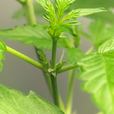 Nerve gas auto  growlog timeline photo