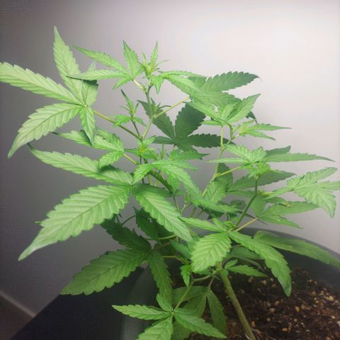 Nerve gas auto  growlog timeline photo