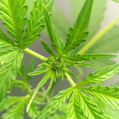Nerve gas auto  growlog timeline photo