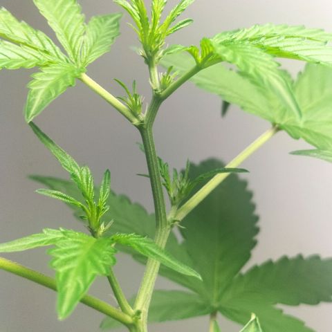 Nerve gas auto  growlog timeline photo