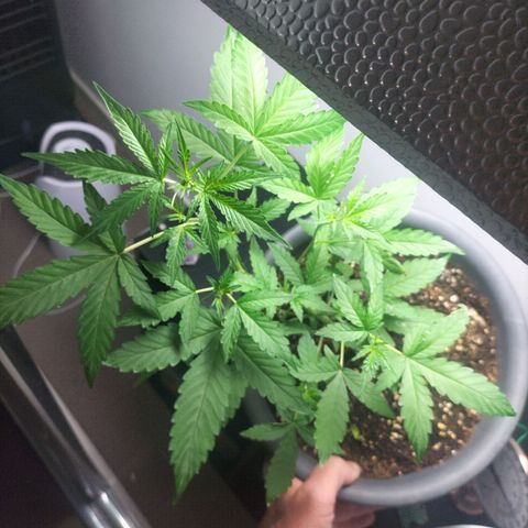 Nerve gas auto  growlog timeline photo