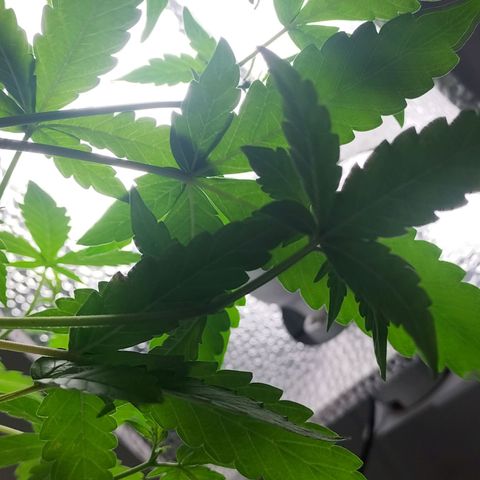Nerve gas auto  growlog timeline photo