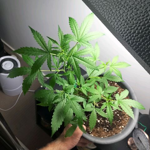 Nerve gas auto  growlog timeline photo