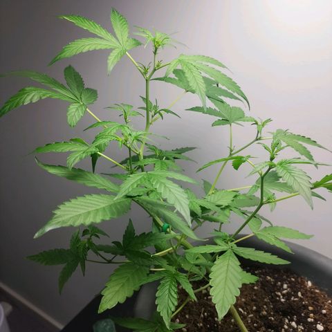 Nerve gas auto  growlog timeline photo