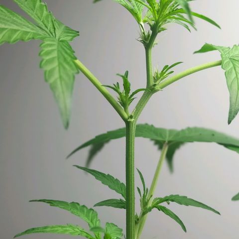 Nerve gas auto  growlog timeline photo