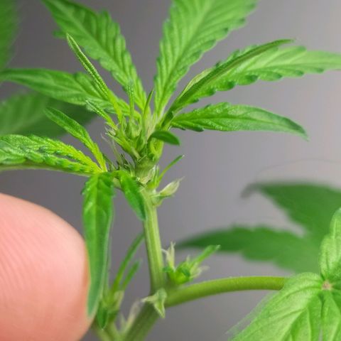 Nerve gas auto  growlog timeline photo