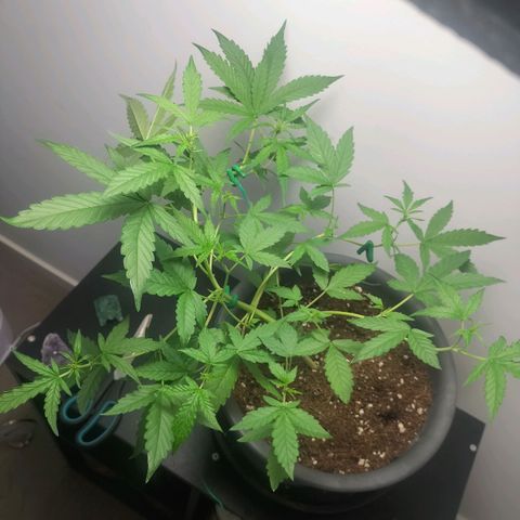 Nerve gas auto  growlog timeline photo