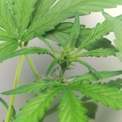 Nerve gas auto  growlog timeline photo