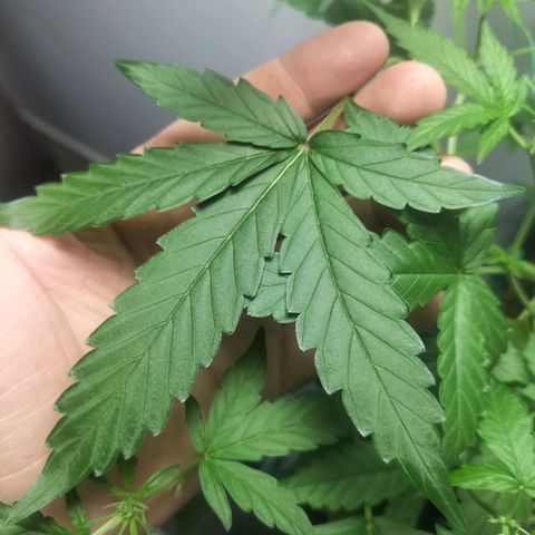 Nerve gas auto  growlog timeline photo