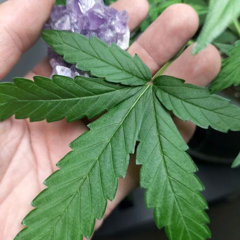 Nerve gas auto  growlog timeline photo