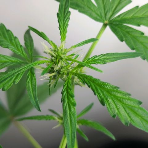 Nerve gas auto  growlog timeline photo