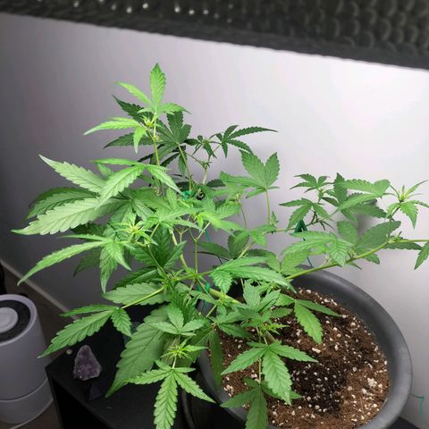 Nerve gas auto  growlog timeline photo