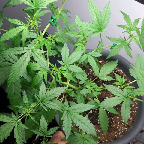 Nerve gas auto  growlog timeline photo