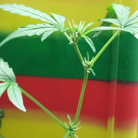 Nerve gas auto  growlog timeline photo