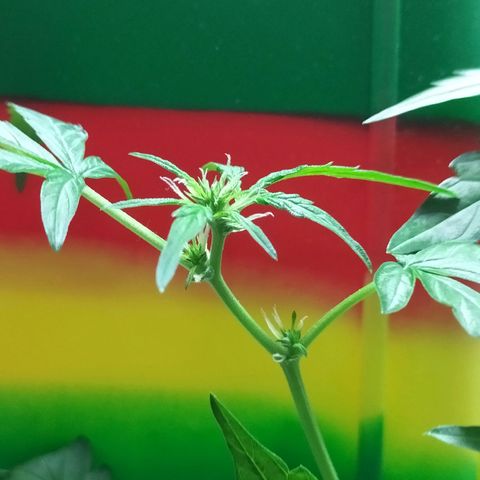Nerve gas auto  growlog timeline photo