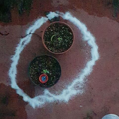 Lemon ♡2 growlog timeline photo