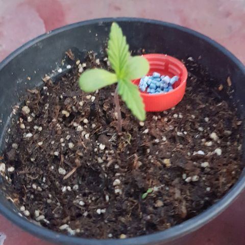 Lemon ♡2 growlog timeline photo