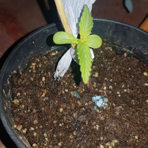 Lemon ♡2 growlog timeline photo