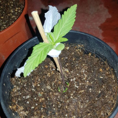 Lemon ♡2 growlog timeline photo