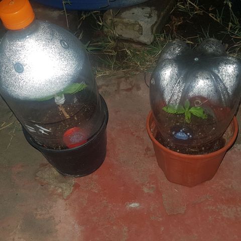 Lemon ♡2 growlog photo: Invernadero para proteger del frio