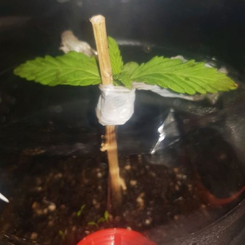 Lemon ♡2 growlog timeline photo