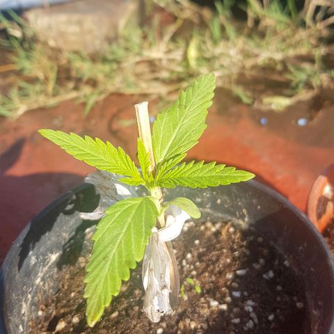 Lemon ♡2 growlog timeline photo