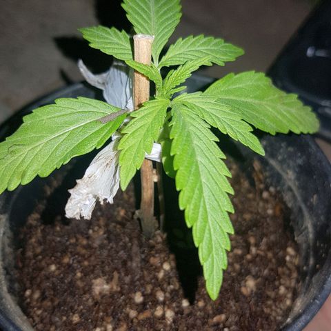Lemon ♡2 growlog timeline photo