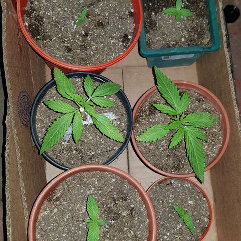 Lemon ♡2 growlog timeline photo