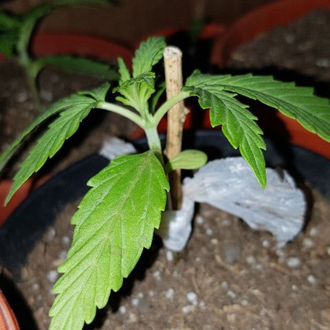 Lemon ♡2 growlog timeline photo
