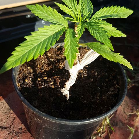 Lemon ♡2 growlog timeline photo