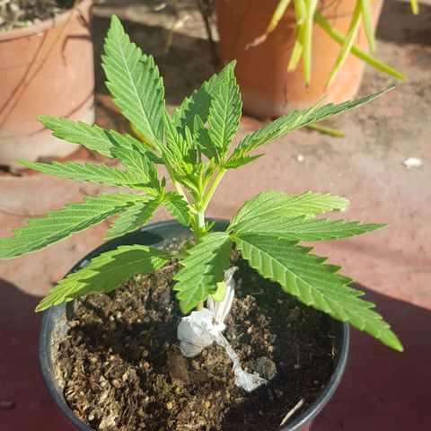 Lemon ♡2 growlog timeline photo