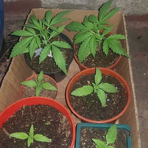 Lemon ♡2 growlog timeline photo